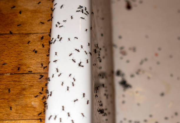 Best Bed Bug Extermination  in Amherst, OH