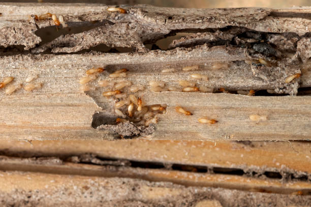 Best Affordable Pest Control Services  in Amherst, OH